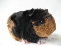 ��� ���� �������� ��������