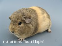 Bon Pari Tigra - �������������� ���