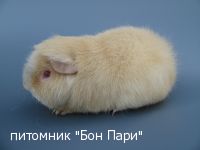 Bon Pari Captein Nemo - ������������ �����