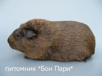 Bon Pari Oda - ��������������
