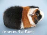 Bon Pari Zima - ������������ �����