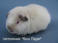 Gold Hills Turman - ������������ �����