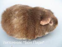 Gold Hills Herr Otterr - ������������ �����