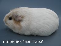 Pop Corn Gabanna - ��������������
