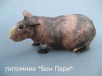 ������ ����� ��������� - ������