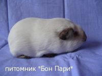 ��� ���� ������ �������������� ���
