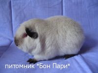 ��� ���� ������ - ������������ �����