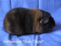 Bon Pari  Yvona - ������������ �����