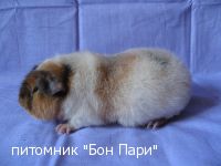 ��� ���� ������ - ������������ �����