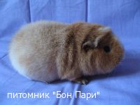Bon Pari  Tira - ������������ �����