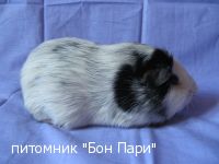 Snoops Gigantus - ����������������