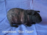 Elzagar Barbus - ������