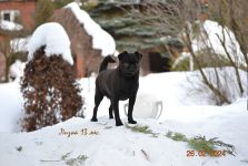 ���� 13 �������