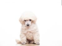 ����� 2,5 ������