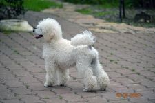 ���� 4,5 ������