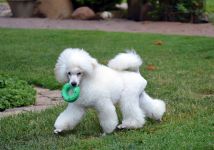 ���� 6 �������