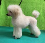 ����� 5 �������