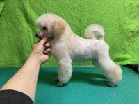 ����� 3 ������